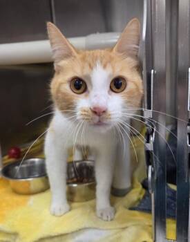 Pumpkin Roll -  Domestic Short Hair Cat for Adoption in Westland, Michigan - Pumpkin Roll | PetCurious