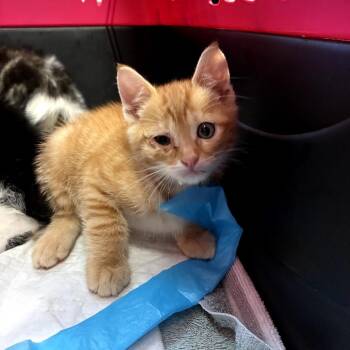 Tasman -  Domestic Short Hair Cat for Adoption in Redwood City, California - Tasman | PetCurious