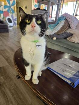 Chapman -  Domestic Short Hair Cat for Adoption in Tucson, Arizona - Chapman | PetCurious