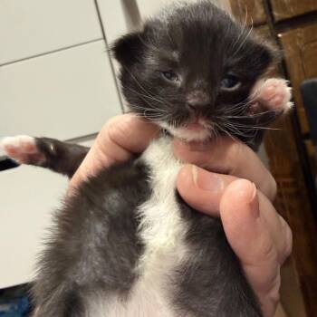 DJ -  Domestic Short Hair Cat for Adoption in North Canton, Ohio - DJ | PetCurious