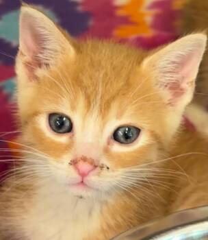 JOEY -  Domestic Short Hair Cat for Adoption in Elizabethton, Tennessee - JOEY | PetCurious