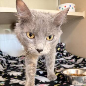 Misty Belle -  Domestic Medium Hair Cat for Adoption in Gloucester, Virginia - Misty Belle | PetCurious