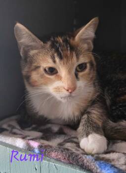 Rescue Domestic Long Hair Cats for Adoption in Wilsonville, Oregon - Rumi | PetCurious