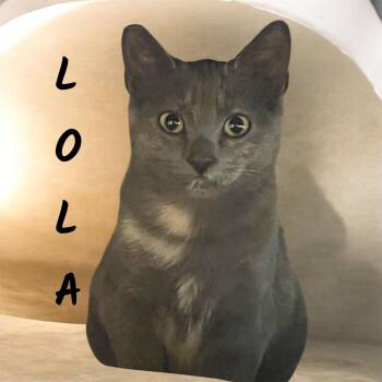 Lola -  Domestic Short Hair Cat for Adoption in Auburn, California - Lola | PetCurious