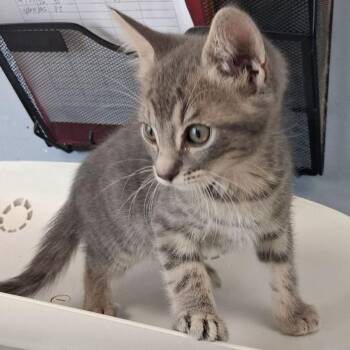 Domestic Short Hair Cats Available for Adoption in Kingman, Arizona - Mittens | PetCurious