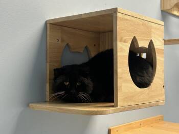 Domestic Short Hair Cats Available for Adoption - Ranger Rick | PetCurious