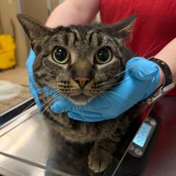 Domestic Short Hair Cats Available for Adoption in Birmingham, Alabama - Hei Hei | PetCurious