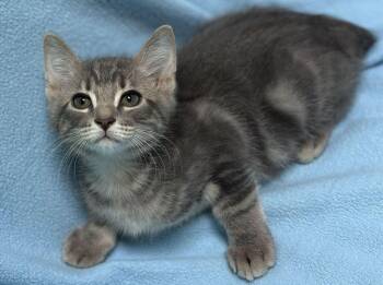 Stash -  Domestic Short Hair Cat for Adoption in Jackson, Michigan - Stash | PetCurious