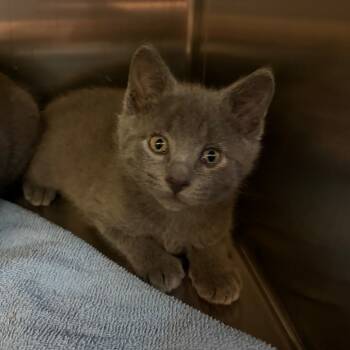 Rescue Domestic Short Hair Cats for Adoption in Council Bluffs, Iowa - Angie | PetCurious