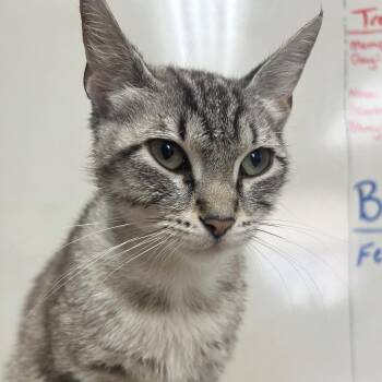 Domestic Short Hair Cats Available for Adoption in West Point, Mississippi - Pookie | PetCurious