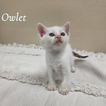 Owlet -  Domestic Short Hair Cat for Adoption in Corpus Christi, Texas - Owlet | PetCurious