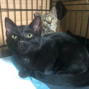 Summit -  Domestic Short Hair Cat for Adoption in Johnstown, Pennsylvania - Summit | PetCurious