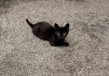 Sir Blake Moonwhisker -  Domestic Short Hair Cat for Adoption in Union Grove, Wisconsin - Sir Blake Moonwhisker | PetCurious