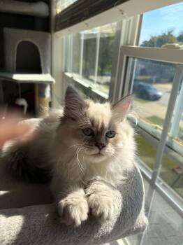 Nevkin -  Siberian Cat for Sale in Holly Springs, North Carolina - Nevkin | PetCurious