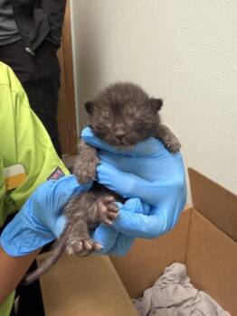 BROWNIE -  Domestic Short Hair Cat for Adoption in Loveland, Colorado - BROWNIE | PetCurious