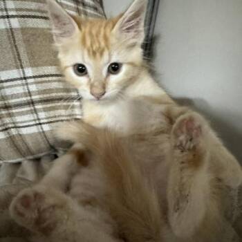 Orzo -  Domestic Short Hair Cat for Adoption in Houston, Texas - Orzo | PetCurious