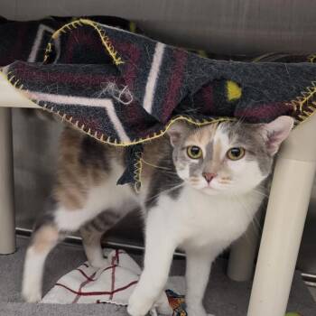 Domestic Short Hair Cats Available for Adoption - Opal | PetCurious