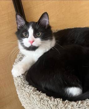 Rescue Domestic Long Hair Cats for Adoption in Seaford, New York - Calvin | PetCurious