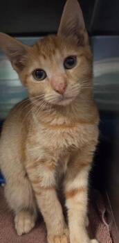 Marigold -  Domestic Short Hair Cat for Adoption in Ocala, Florida - Marigold | PetCurious
