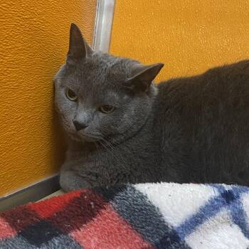 Domestic Short Hair Cats Available for Adoption in Elyria, Ohio - Lucky | PetCurious