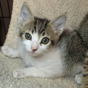 Thayers -  Domestic Short Hair Cat for Adoption in Los Angeles, California - Thayers | PetCurious