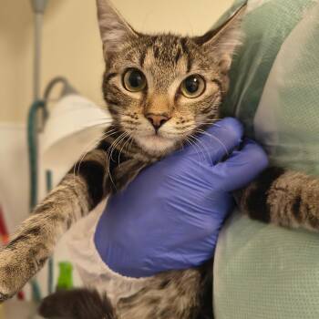 Domestic Short Hair Cats Available for Adoption in Tulsa, Oklahoma - Tuna McFish Face | PetCurious