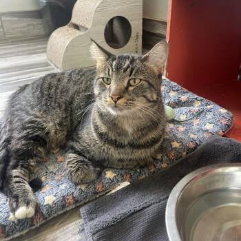 Pawsha Pashkov -  Domestic Short Hair Cat for Adoption in West Des Moines, Iowa - Pawsha Pashkov | PetCurious