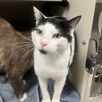 Skyler -  Domestic Short Hair Cat for Adoption in Fairport, New York - Skyler | PetCurious