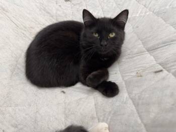 Domestic Short Hair Cats Available for Adoption in West Mifflin, Pennsylvania - Hakeem | PetCurious