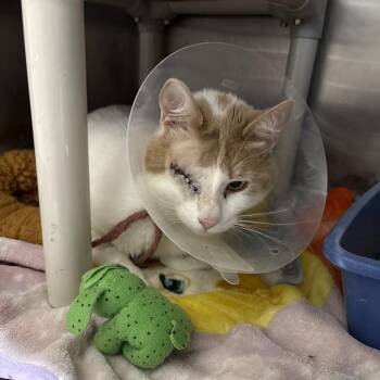 Malik -  Domestic Short Hair Cat for Adoption in Kanab, Utah - Malik | PetCurious