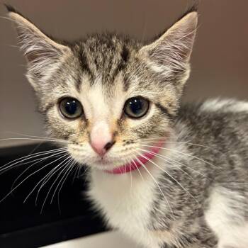 Amity -  Domestic Short Hair Cat for Adoption in Chattanooga, Tennessee - Amity | PetCurious