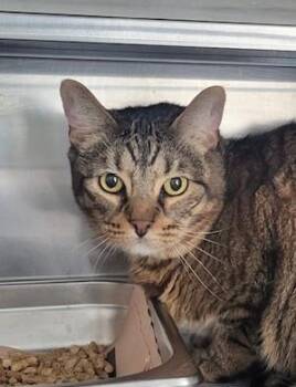 Kiwi -  Tabby Cat Available for Adoption in Los Angeles, California - Kiwi | PetCurious