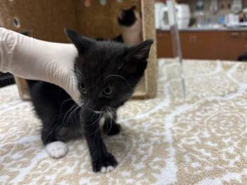 Domestic Short Hair Cats Available for Adoption in Rancho Cucamonga, California - PEARL | PetCurious