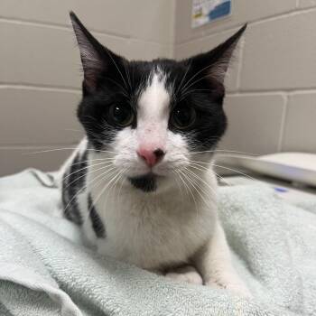 Domestic Short Hair Cats Available for Adoption in Bristol, Indiana - Yvonne | PetCurious