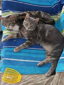Marisella -  Domestic Short Hair Cat Available for Adoption in Harpers Ferry, West Virginia - Marisella | PetCurious