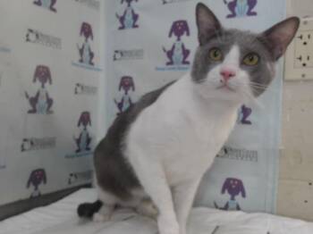 JUNIOR -  Domestic Short Hair Cat for Adoption in Orlando, Florida - JUNIOR | PetCurious