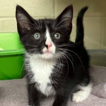 Aquamarine -  Domestic Medium Hair Cat for Adoption in Concord, North Carolina - Aquamarine | PetCurious