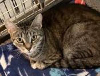 Domestic Short Hair Cats Available for Adoption in Heathsville, Virginia - Boo | PetCurious