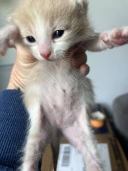 Domestic Short Hair Cats Available for Adoption in Emerald Isle, North Carolina - Ripken | PetCurious