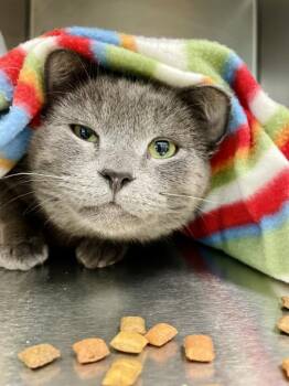 Bauble -  Domestic Short Hair Cat Available for Adoption in Indiana, Pennsylvania - Bauble | PetCurious
