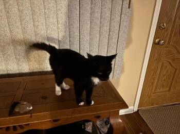 Tiptoe -  Domestic Short Hair Cat for Adoption in Mokena, Illinois - Tiptoe | PetCurious