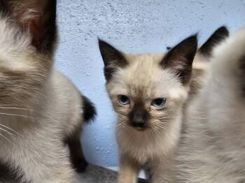 Firefly -  Siamese and Domestic Short Hair Cat for Adoption in Bossier City, Louisiana - Firefly | PetCurious