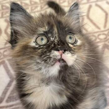 Hip Hop -  Domestic Long Hair Cat for Adoption in Winchester, Virginia - Hip Hop | PetCurious