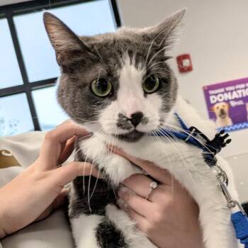 Domestic Medium Hair Cats Available for Adoption in Des Moines, Iowa - Zoey | PetCurious
