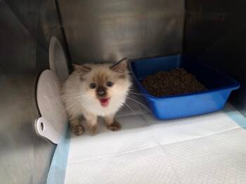 Selena -  Ragdoll Cat for Adoption in Plymouth, Connecticut - Selena | PetCurious