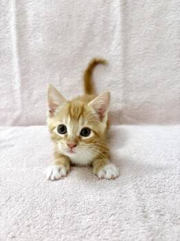 Mikan. -  Domestic Short Hair Cat for Adoption in Pacifica, California - Mikan. | PetCurious