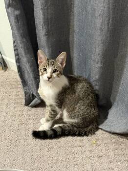 Rescue Domestic Short Hair Cats for Adoption in Bonsall, California - Babushka 4846 | PetCurious