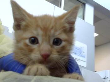 Domestic Short Hair Cats Available for Adoption in Dallas, Texas - FINLAND | PetCurious