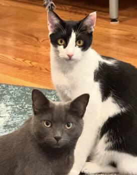 Domestic Short Hair Cats Available for Adoption - Adoree And Pogo  | PetCurious