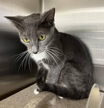 VENUS -  Domestic Short Hair Cat for Adoption in Norco, California - VENUS | PetCurious